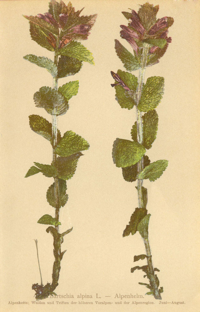 ALPENFLORA ALPINE FLOWERS. Bartschia alpina L-Alpenhelm 1897 old antique print